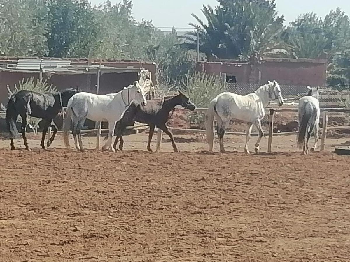 Dar Alfourssane Ferme D'Hote Уарзазат Экстерьер фото